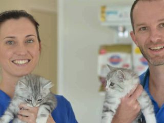 veterinarians caring for cats