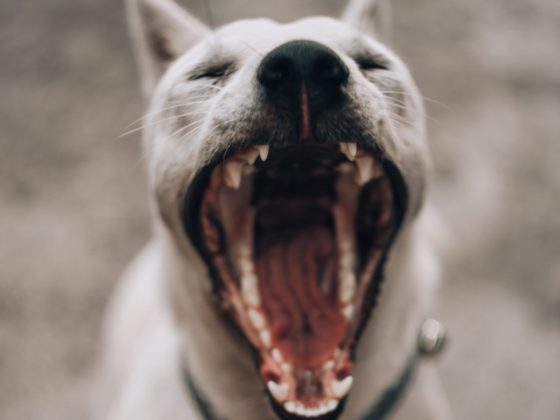 dog mouth