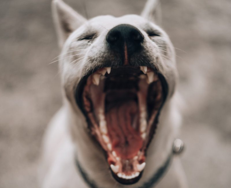 dog mouth