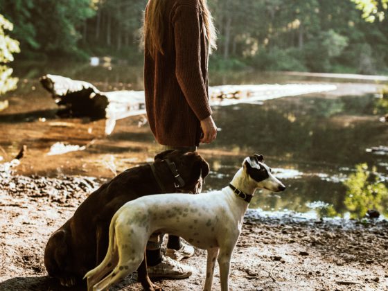 two dogs with woman near lake