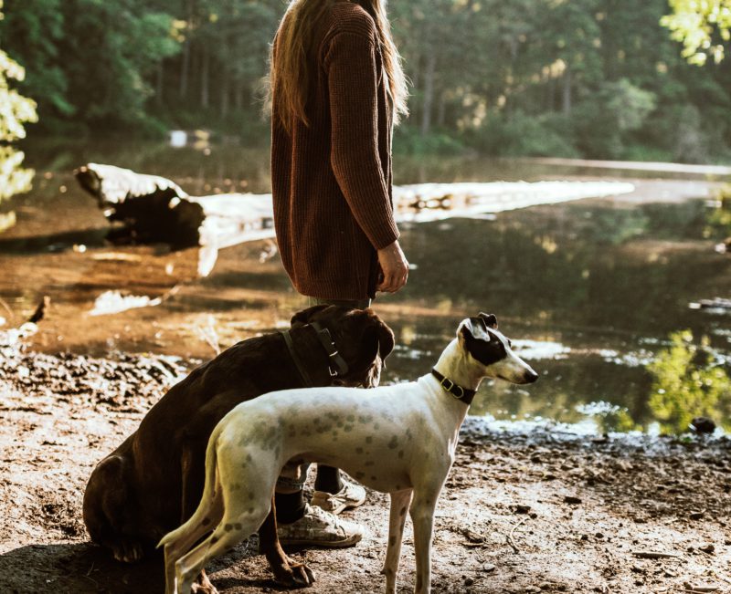 two dogs with woman near lake