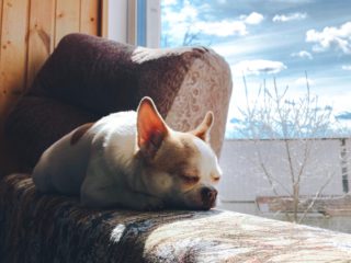 dog sunbathing on window sill