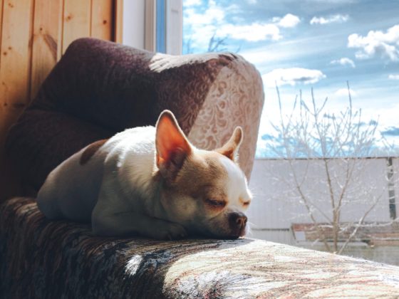 dog sunbathing on window sill