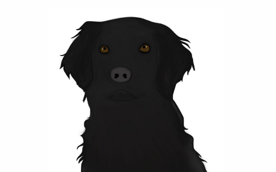 Illustration of dog who inspired PAWS of Hawaii