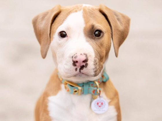 pitbull puppy from deity animal rescue