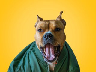 pitbull yawning