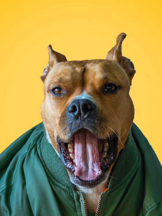 pitbull yawning