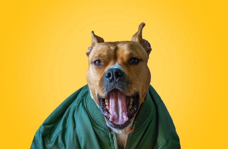 pitbull yawning