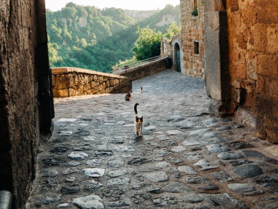 cats on cobblestone streets
