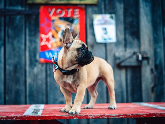 Wilbur Beast the French Bulldog
