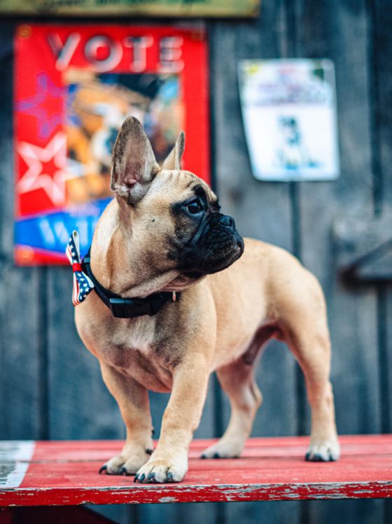 Wilbur Beast the French Bulldog