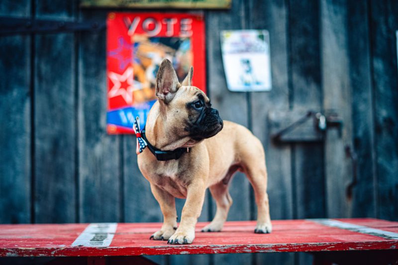 Wilbur Beast the French Bulldog