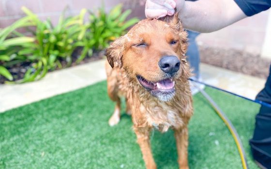 golden retriever being hosed down in yard