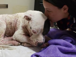 jane of animal charity of ohio kissing dog