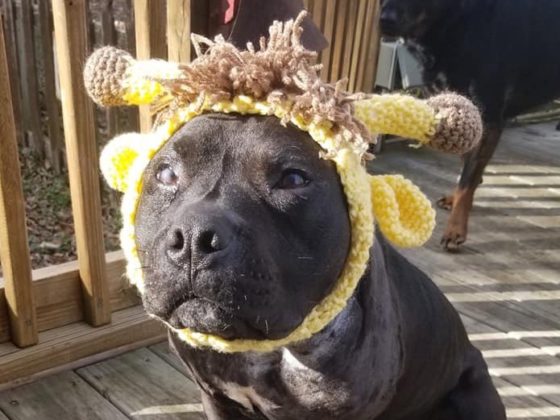 scooter the dog