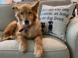 golden haired dog on sofa