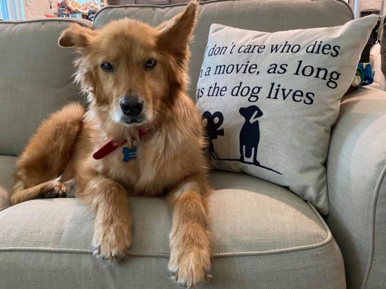 golden haired dog on sofa