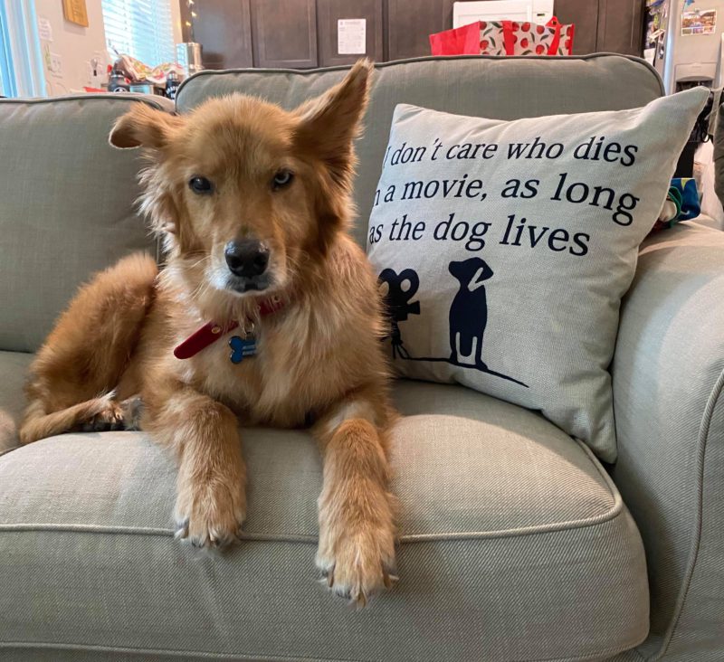 golden haired dog on sofa