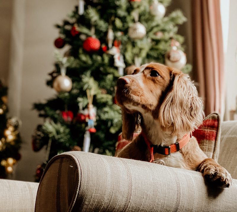 dog on couch in front of christmas tree