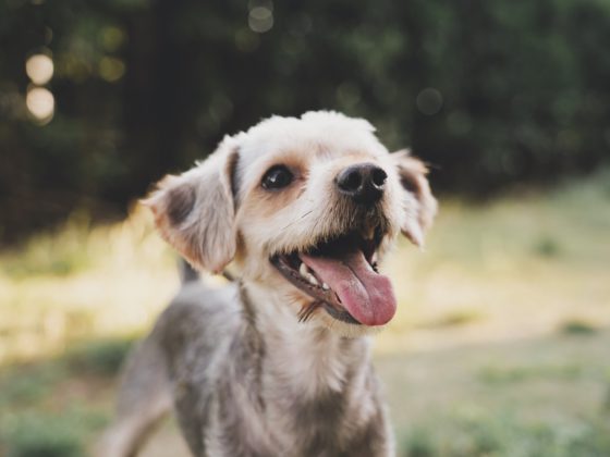 dog looking up and smiling