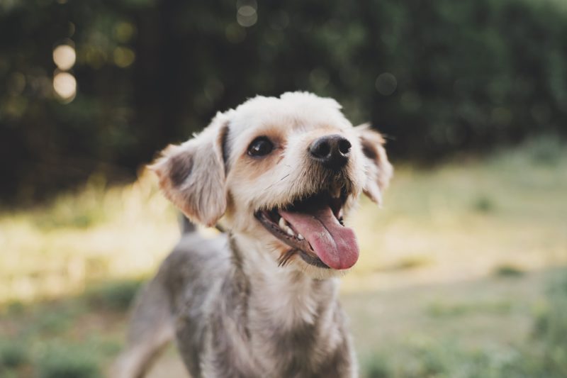 dog looking up and smiling