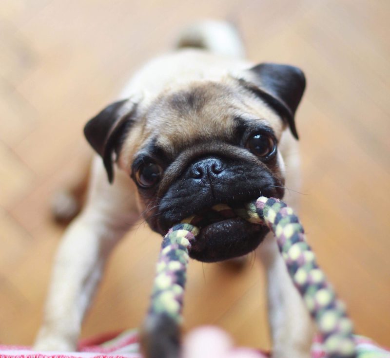 pug pulling on rope toy