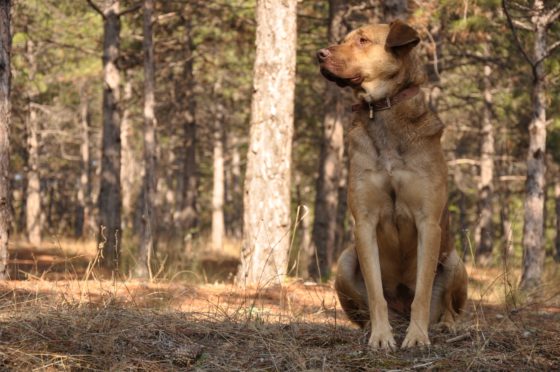 brown dog in forest