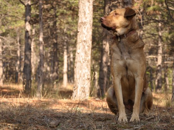 brown dog in forest