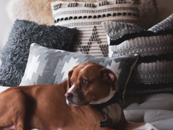 brown dog surrounded by pillows