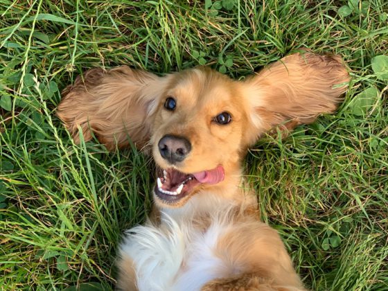 dog smiling in grass