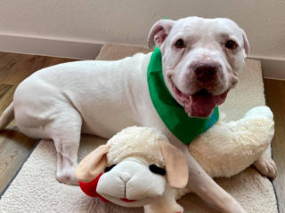 bogart the rescue dog