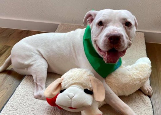 bogart the rescue dog