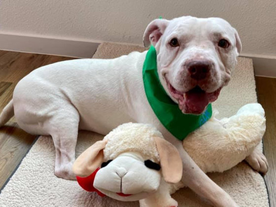 bogart the rescue dog