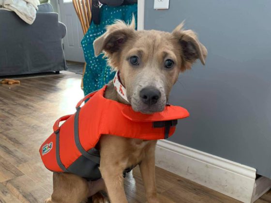 dog in lifejacket