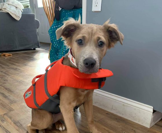 dog in lifejacket