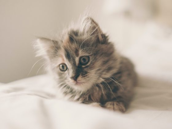 fluffy kitten