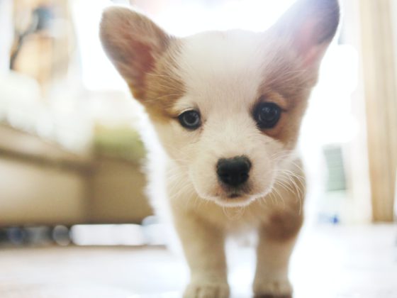 corgi puppy