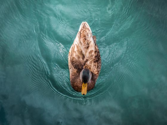 duck in water