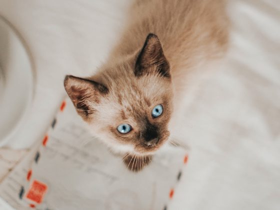 siamese kitten on love notes