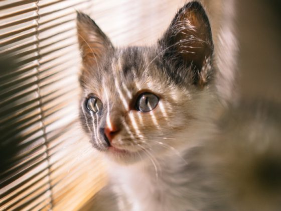 cat looking out window