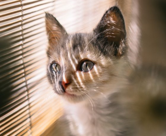 cat looking out window