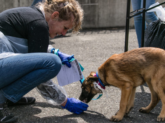 rescuer feeding dog