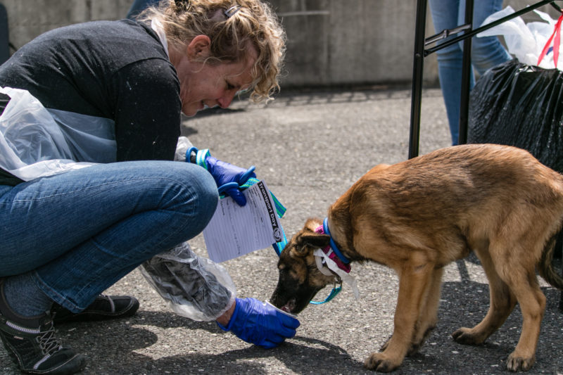 rescuer feeding dog