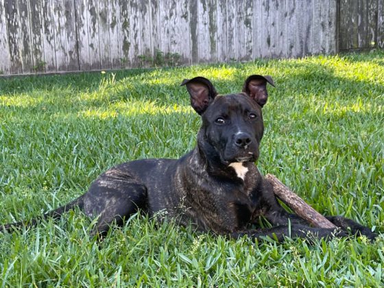 dog in grass