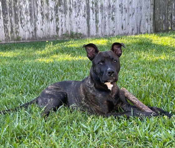 dog in grass