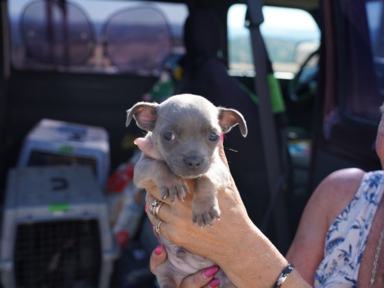 puppy in front of plane