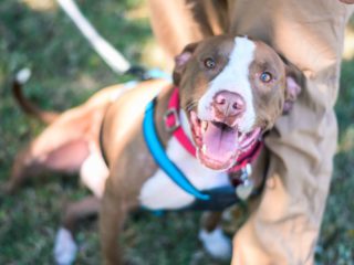 happy pitbull