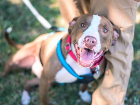 happy pitbull