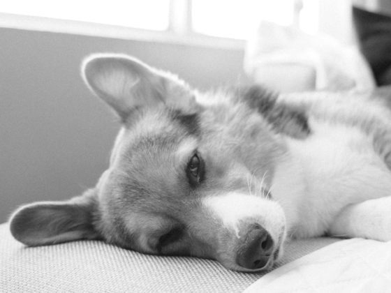 sleepy corgi