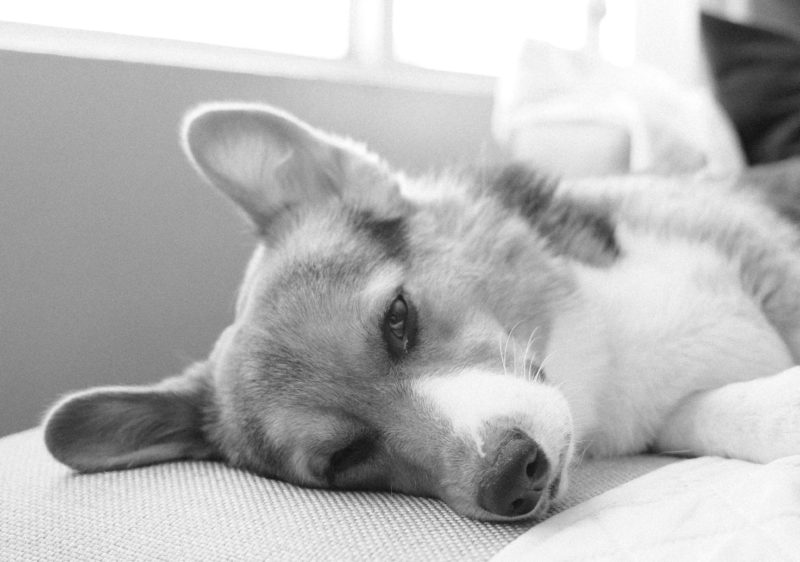 sleepy corgi